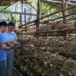 Chàng thanh niên người Thái thu tiền tỷ mỗi năm từ trồng nấm
