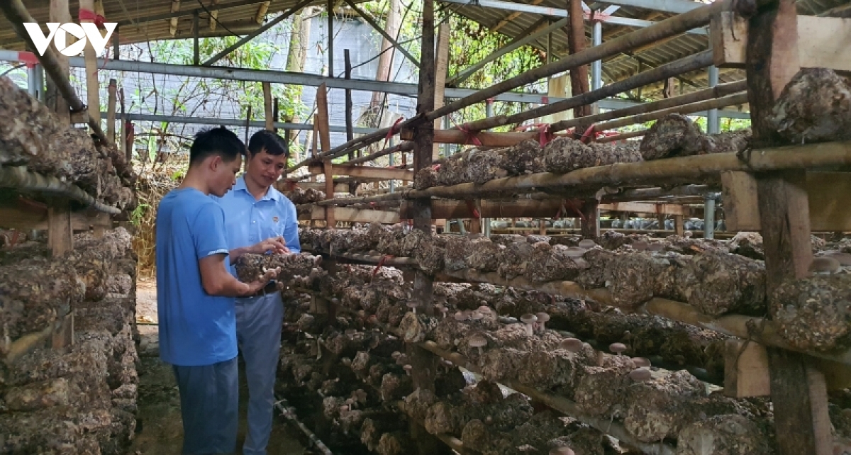 Chàng thanh niên người Thái thu tiền tỷ mỗi năm từ trồng nấm